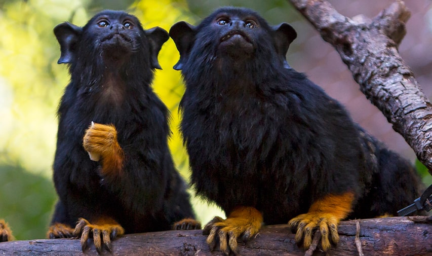 Dos tamarinos de manos doradas