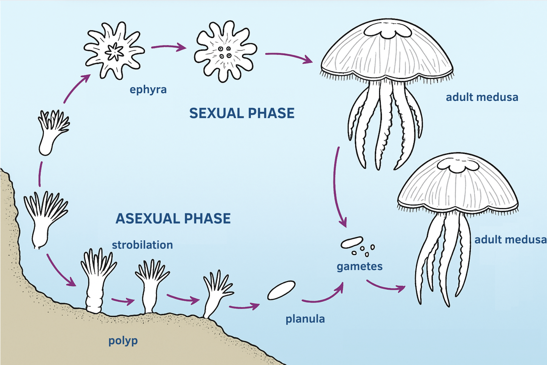 Jellyfish life cycle