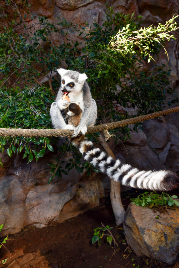 NOTICIA Lémur de cola anillada sentado sobre una rama mientras se alimenta, con su cola anillada colgando.