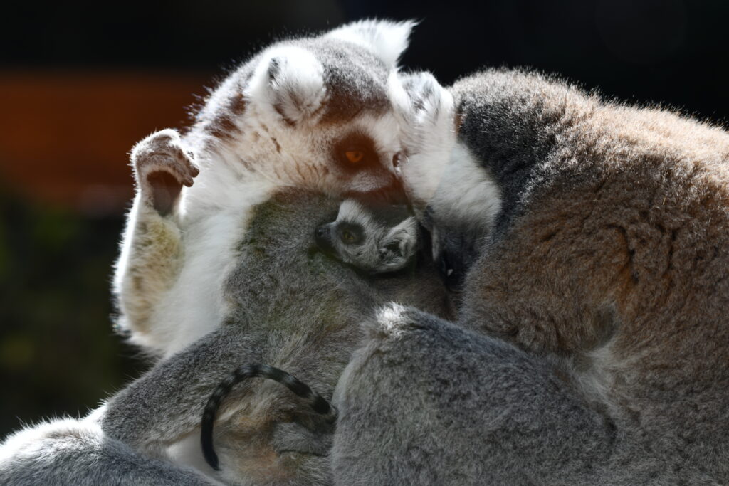 NOTICIA Dos lémures de cola anillada acurrucados con su cría mientras se acicalan mutuamente.