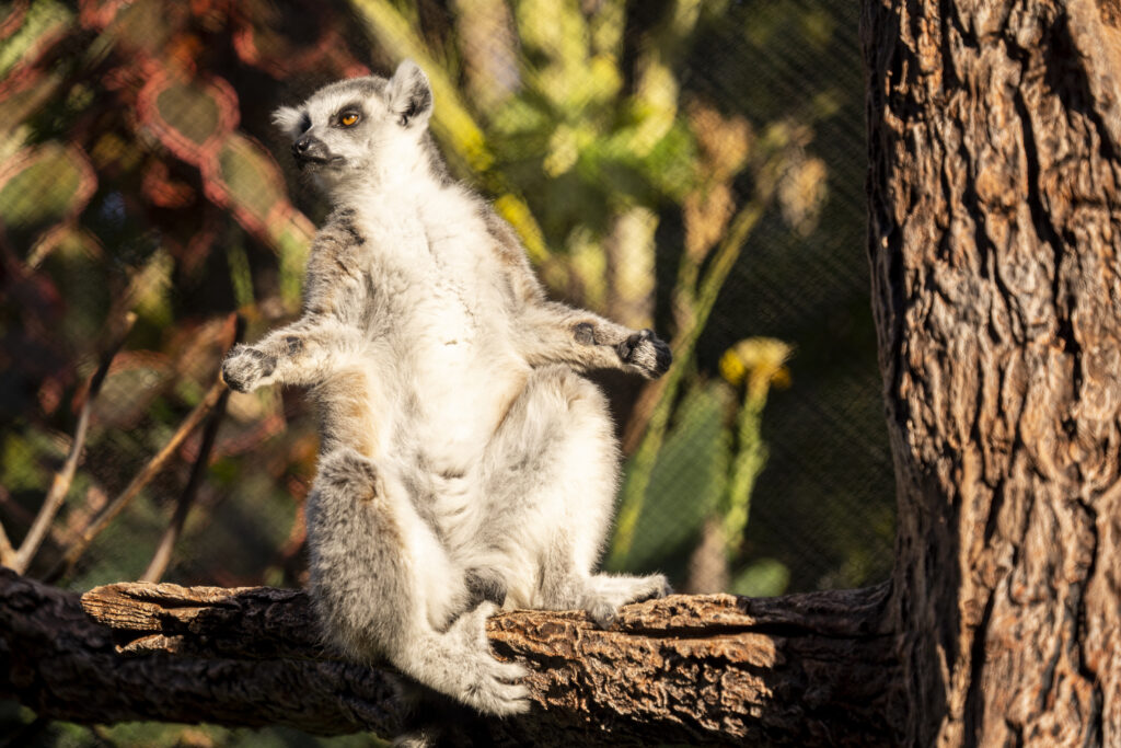 LEMUR_1 Lémur de cola anillada sentado sobre el tronco de un árbol con postura erguida.