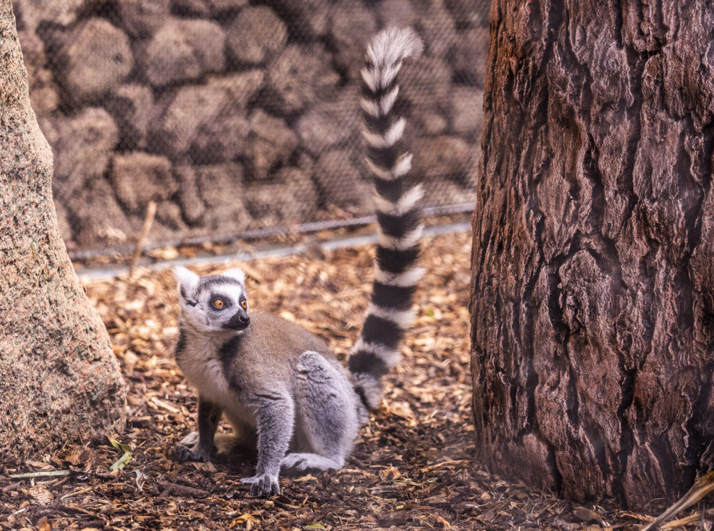 LEMUR_3 Lémur de cola anillada caminando por el suelo entre árboles y rocas, con la cola erguida.